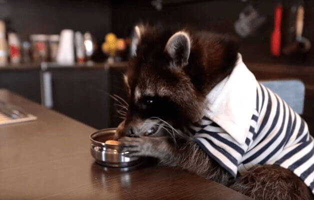 Видеоролик для компании «Абсолют Страхование»