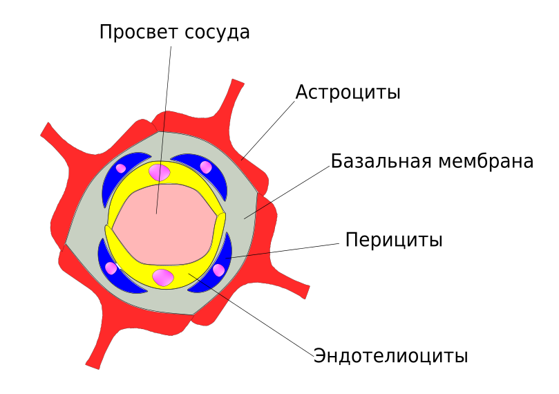 Схема строения гематоэнцефалического барьера