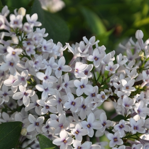сирень китайская Биколор (syringa chinensis Bicolor)