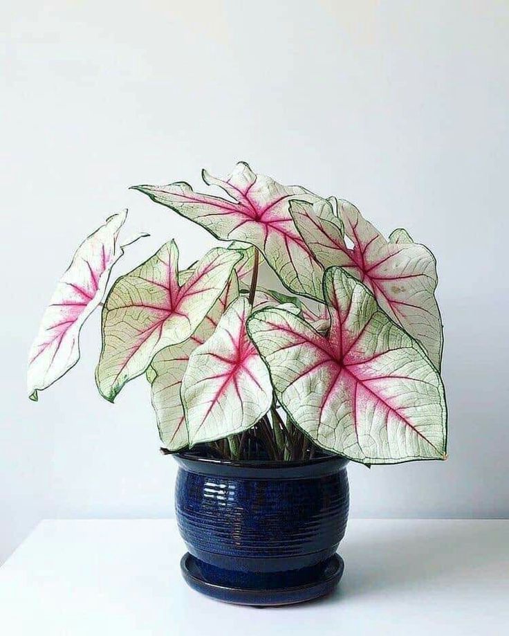 Green indoor plant in pot