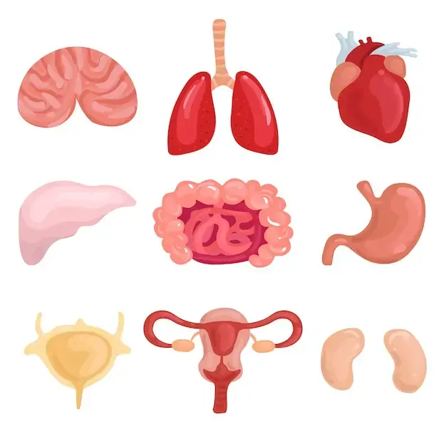 internal organs