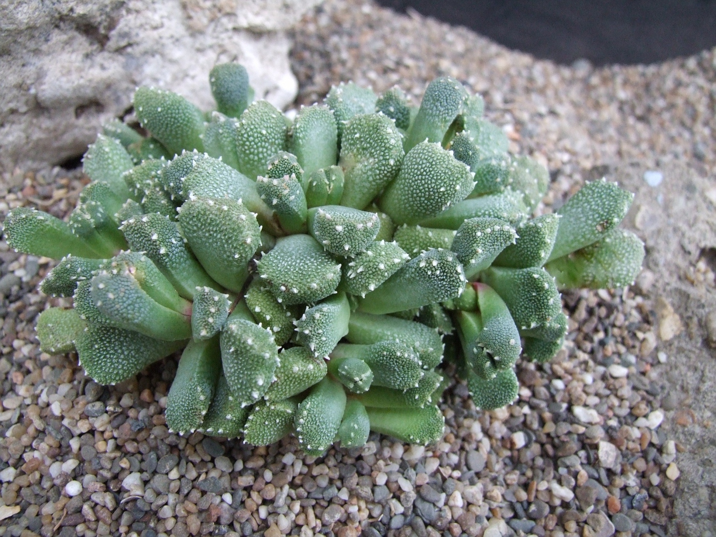 Aloinopsis luckhoffii фото