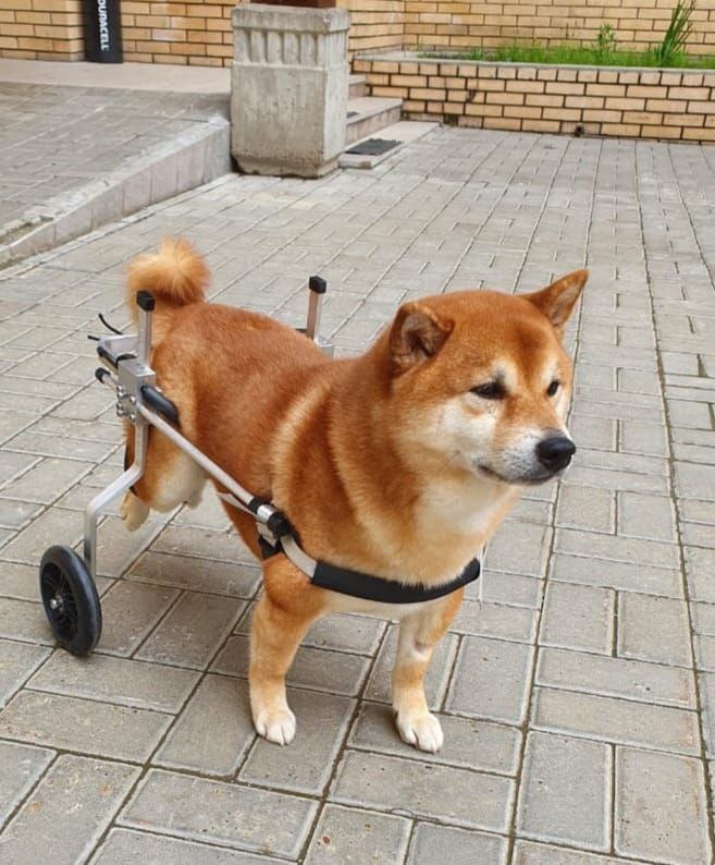 Hund mit Rollstuhl