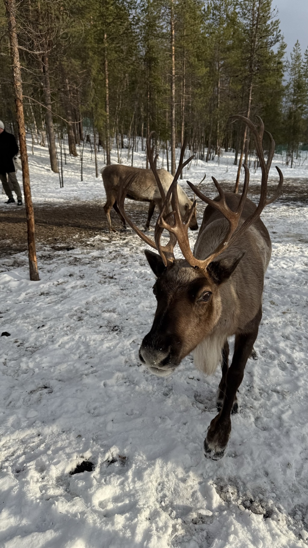 Саамская деревня «Олений двор»