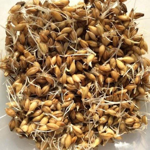 Пророщенные зерна пшеницы крупным планом — пример злаков, которые могут вызывать проблемы с ЖКТ у собак при неправильном кормлении