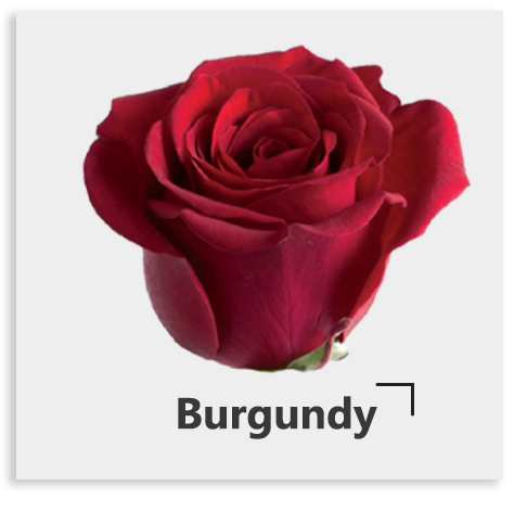 Бордово-красный сорт Burgundy