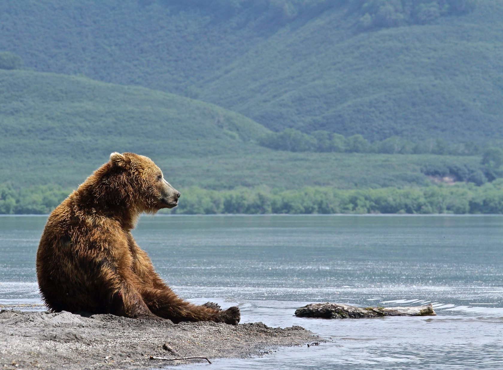 фото медведя японского фотографа