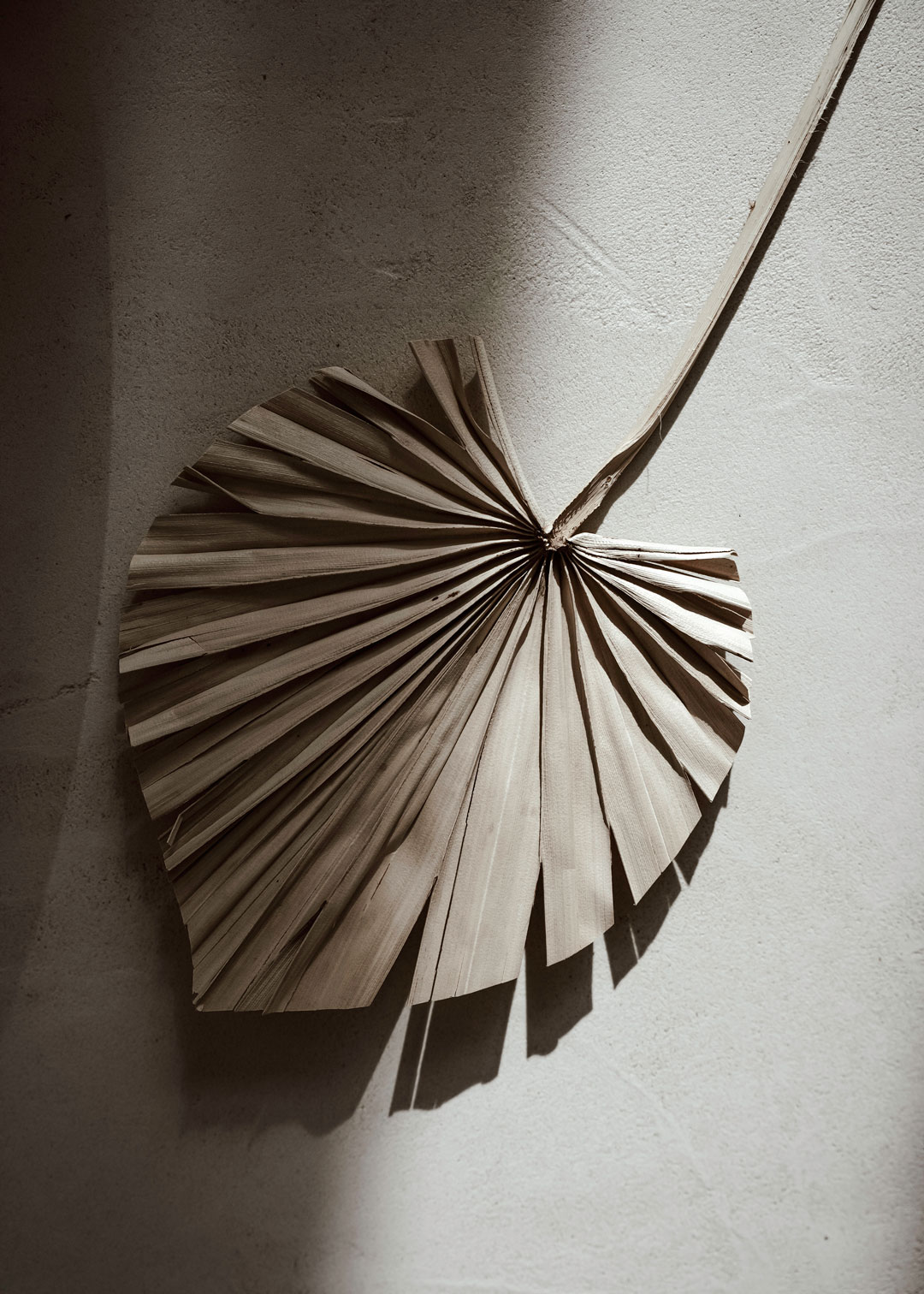 Leaf in shadows photo by Arina Voy