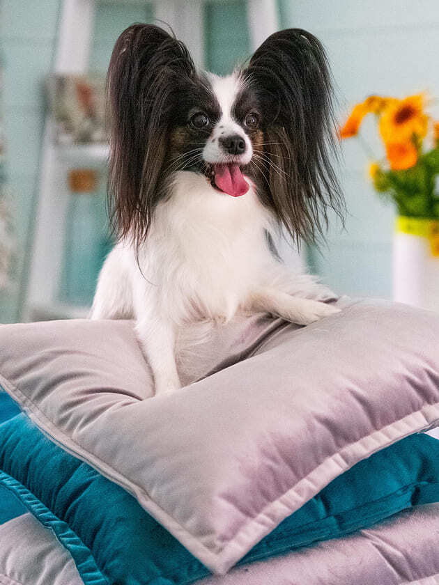 папийон на голубых подушках