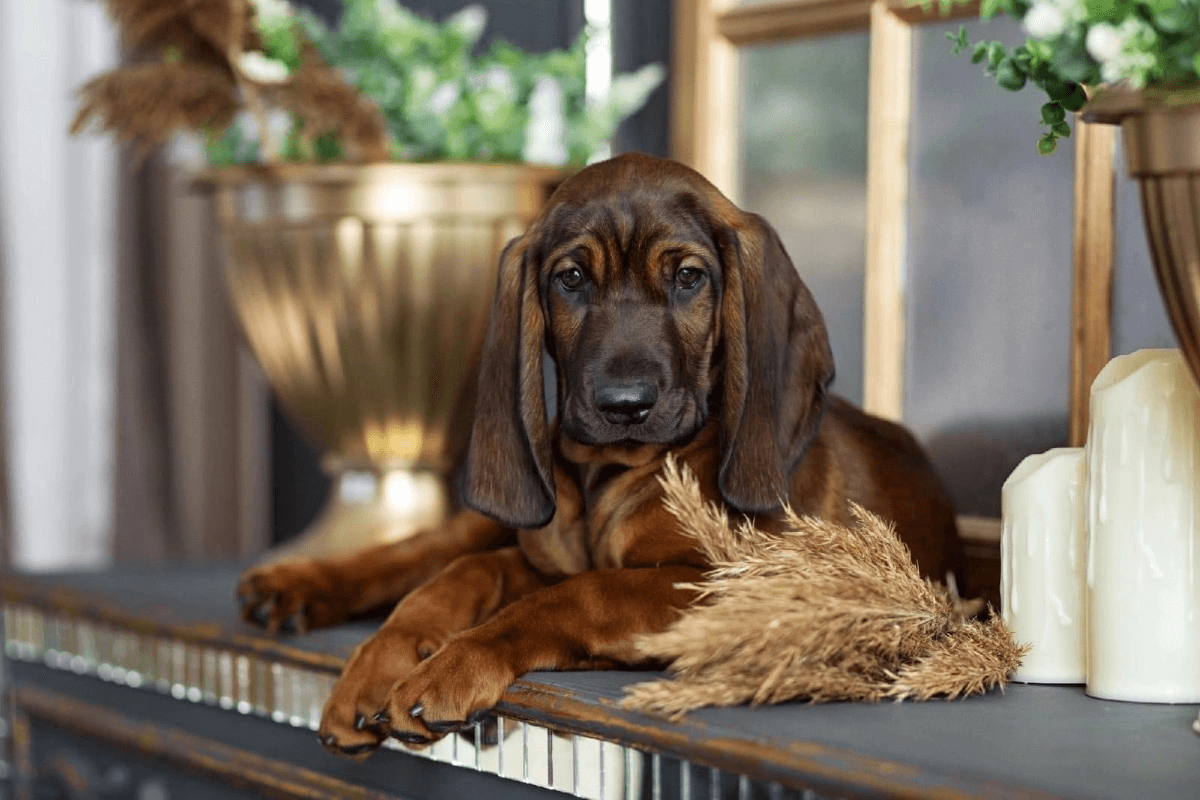Баварская горная гончая - Питомник собак породы баварская горная гончая  «Красивая счастливая жизнь»