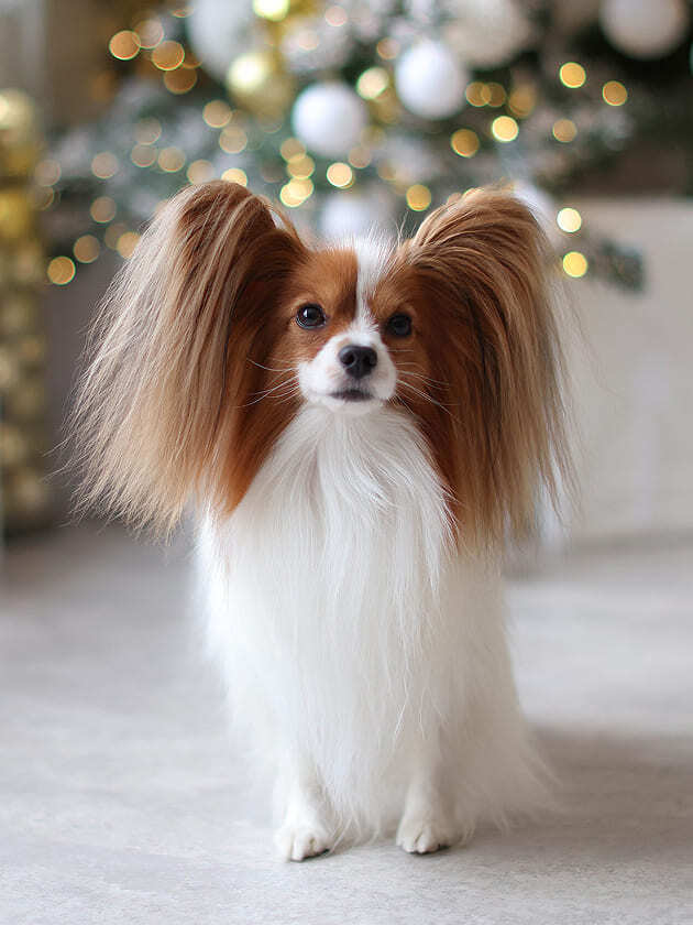 бело-соболиный папийон на улице зимой