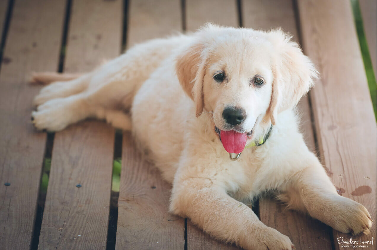 Голден ретривер (фото): Одна из умнейших пород собак | Labrador retriever, Labrador, Dogs