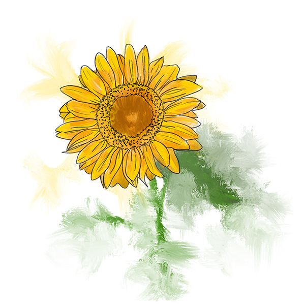 Подсолнечник