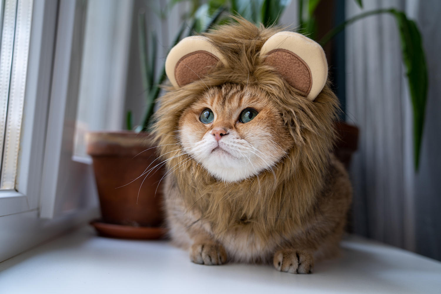 Кот хосико
