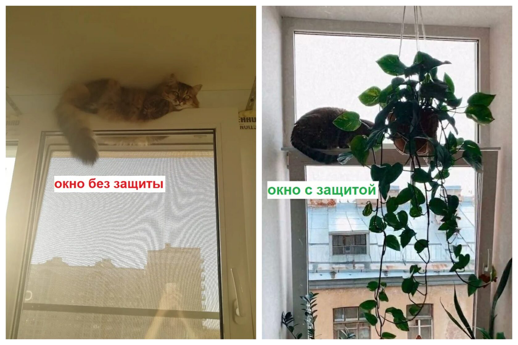 Сетка антикошка на пластиковые окна | Кошка на окошке