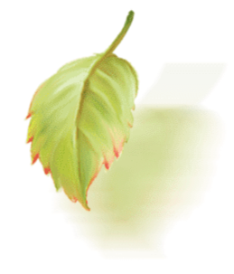 Большой лист в работах