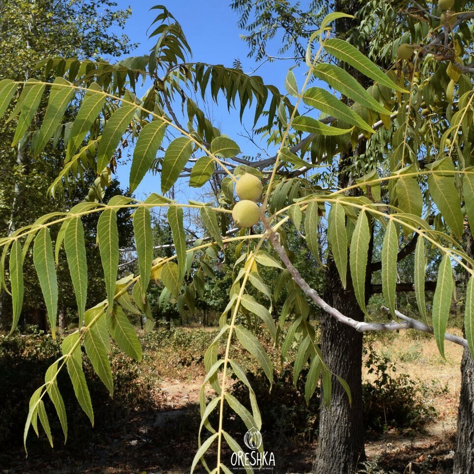 Juglans microcarpa Texas black walnut fresh seeds dark brown grooved endocarp