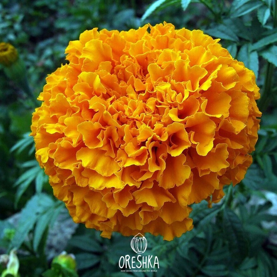 Seeds of marigold (Tagetes patula nana) — 30 pcs