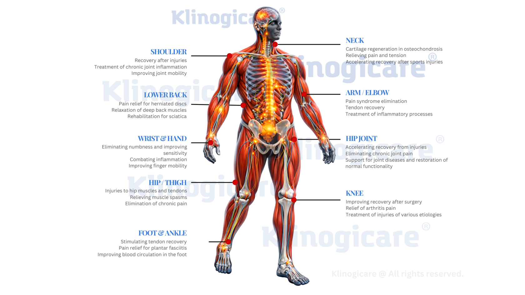 Anatomical body atlas