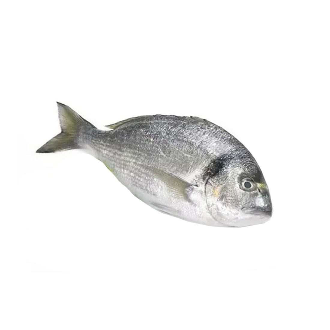 Дорадо что за рыба. Дорадо с/м. Дорада охлажденная ~800г. Gilt-head Bream 300-400 g. Vici замороженная рыба дорадо.