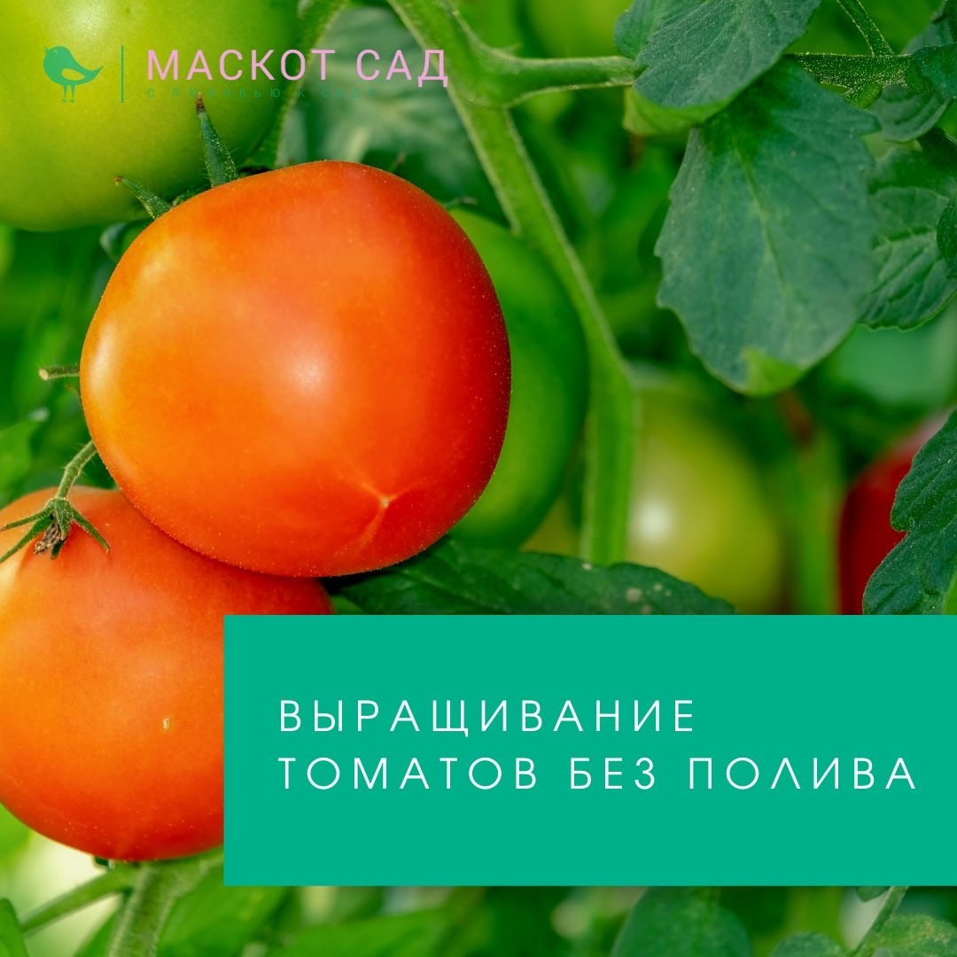 Процесс выращивания томатов