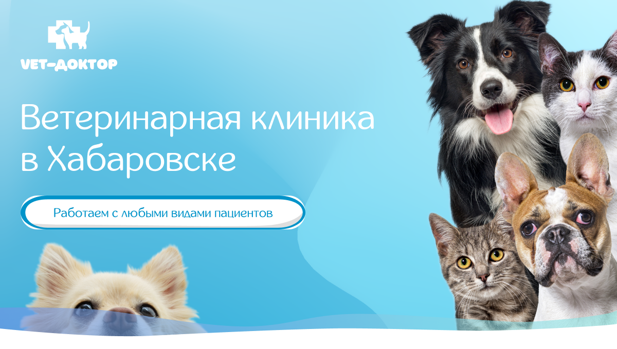 Vet-доктор - Ветеринарная клиника в Хабаровске