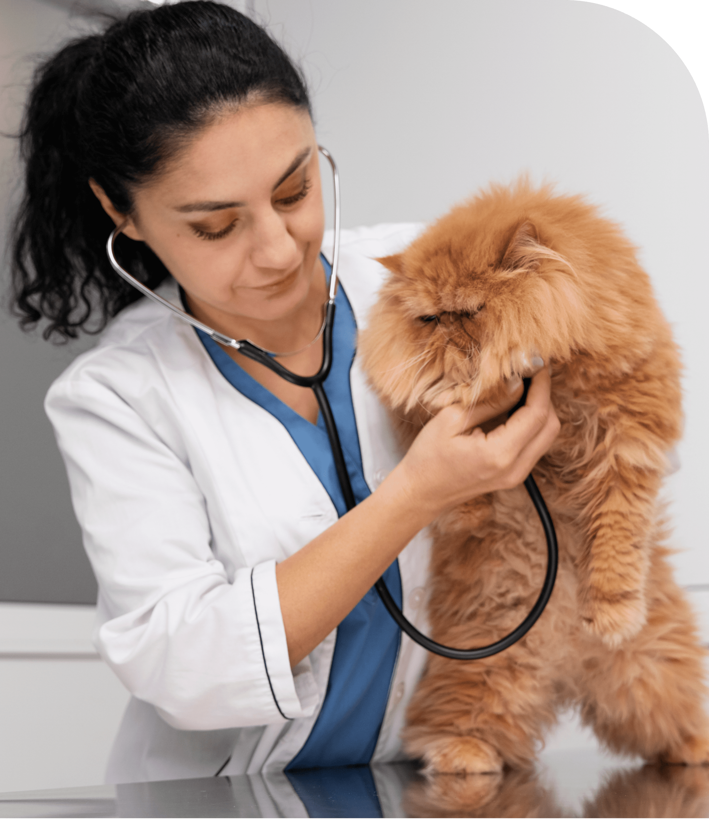 Молодые ветеринары. Ветеринар с кошкой. Женщина гладит собаку. Ветеринар. Собака врач.
