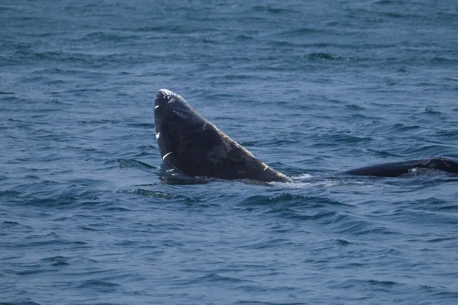 шрамы от косаток