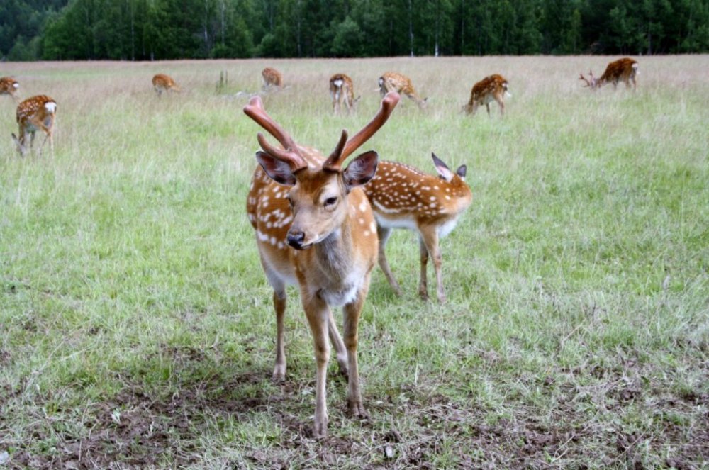 Олени по дороге на сплав Штурм