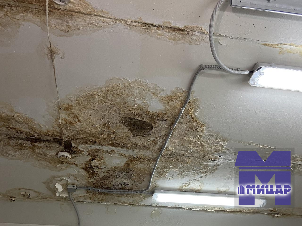 Грибковые отложения на потолке помещения