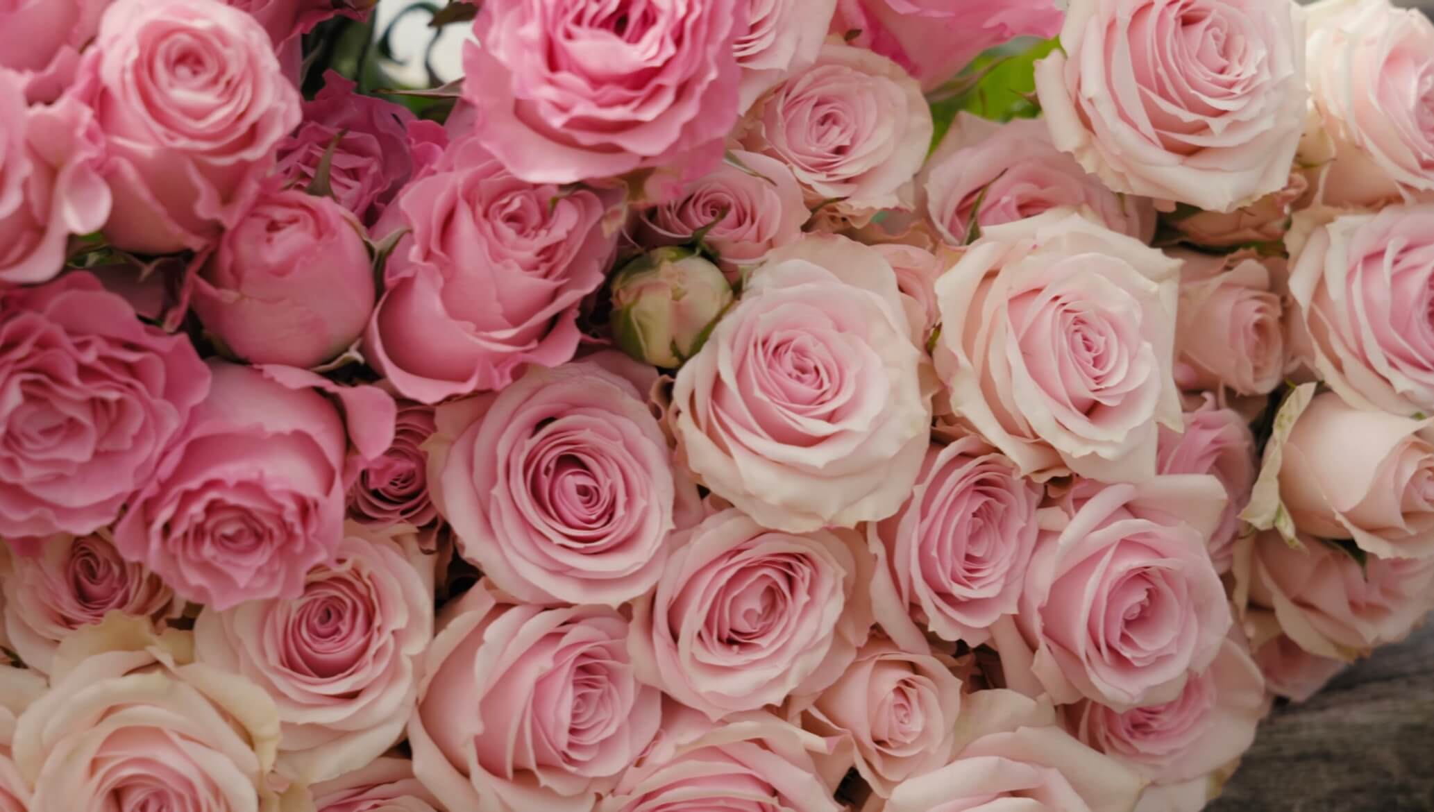 В статье расскажем о Anni Roses из Эквадора, которые выращивают разные эксклюзивные сорта, выгодно выделяющие их среди конкурентов.