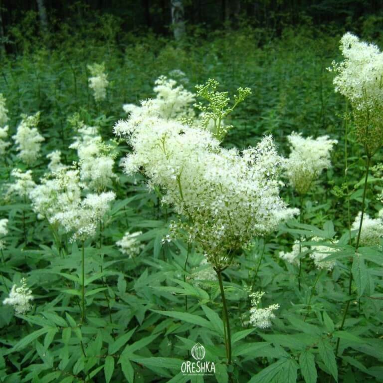 Filipendula ulmaria pinnate leaf texture dark green corrugated