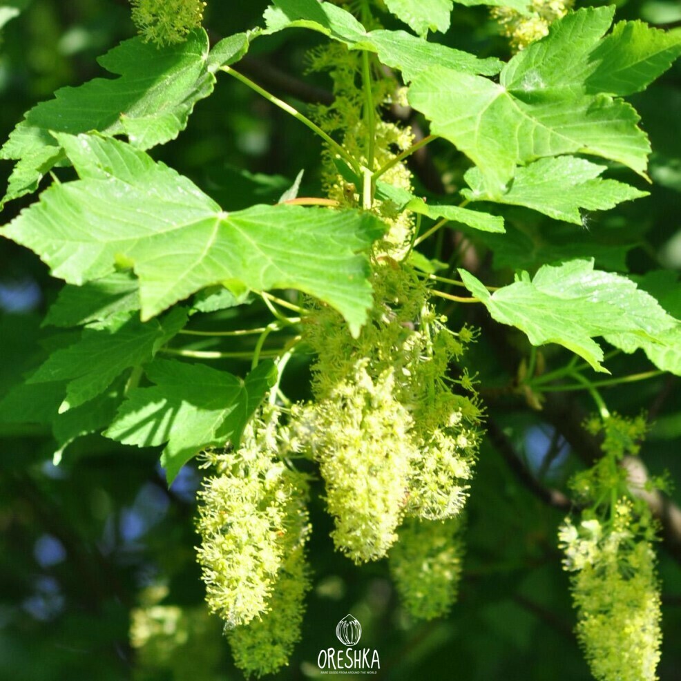 Sycamore maple samaras winged seeds pairs summer green