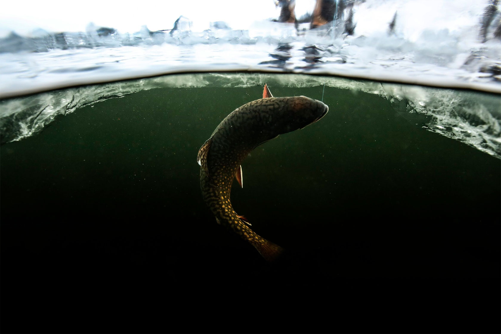 Nautilus Fishing