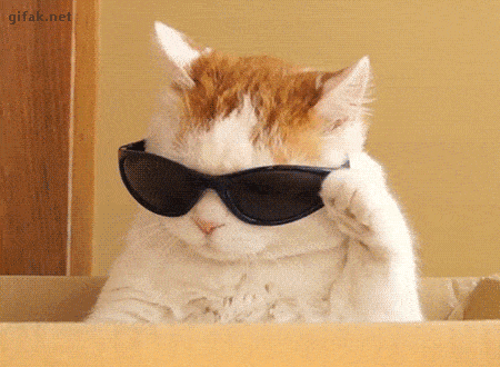 I'm cat boss! Big boss!