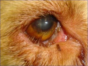 Заворот и выворот век у собаки и кошки - лечение, симптомы, диагностика