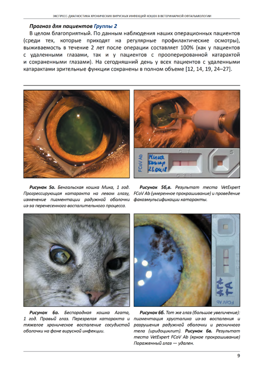 Экспресс-диагностика хронических вирусных инфекций кошек в ветеринарной ...