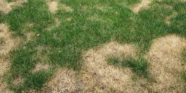 Типовые ошибки новичков при монтаже автополива: перелив, болото на газоне