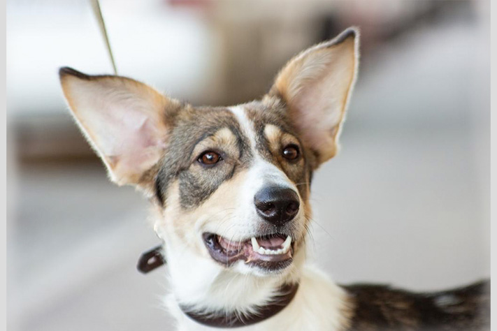 Благотворительный фонд поможи животных, помощь животным, взять кошку из приюта, взять собаку из приюта