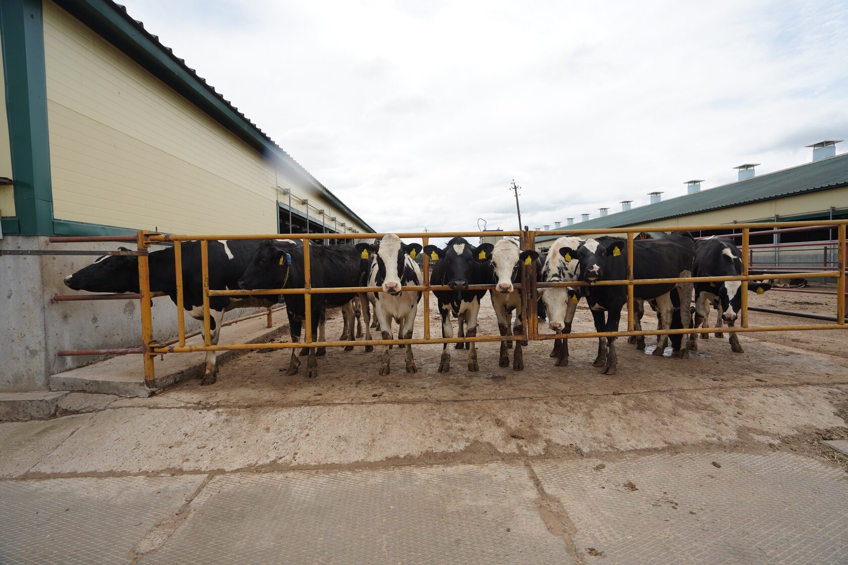 Агрофирмы КМК вошли в топ-10 производителей молока РФ