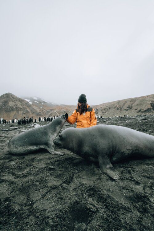 Дикая природа и животные Антарктики