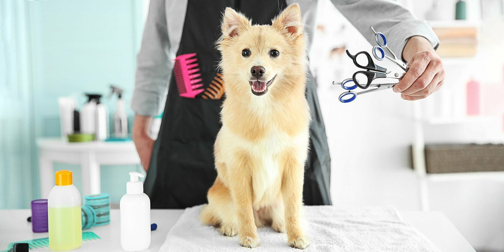 Груминг для ваших питомцев: основные принципы и преимущества