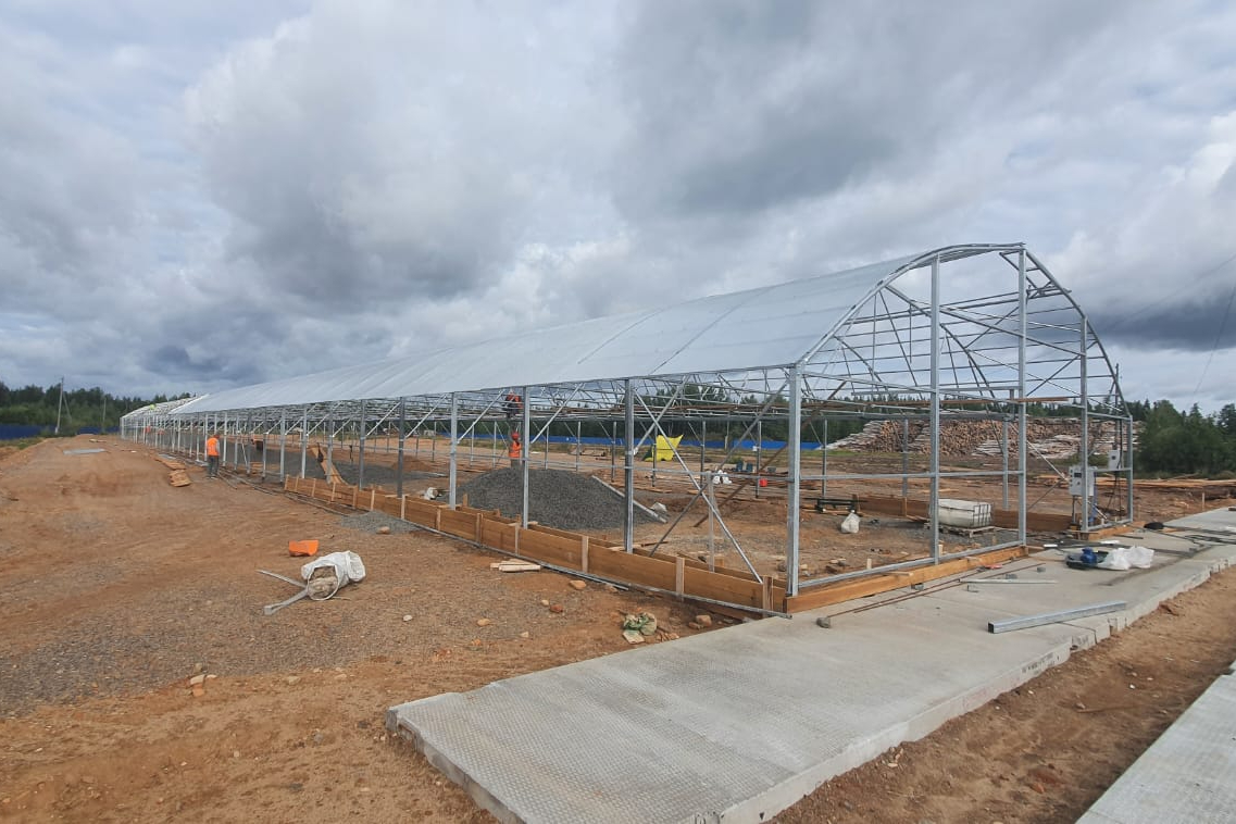 цветы в теплице