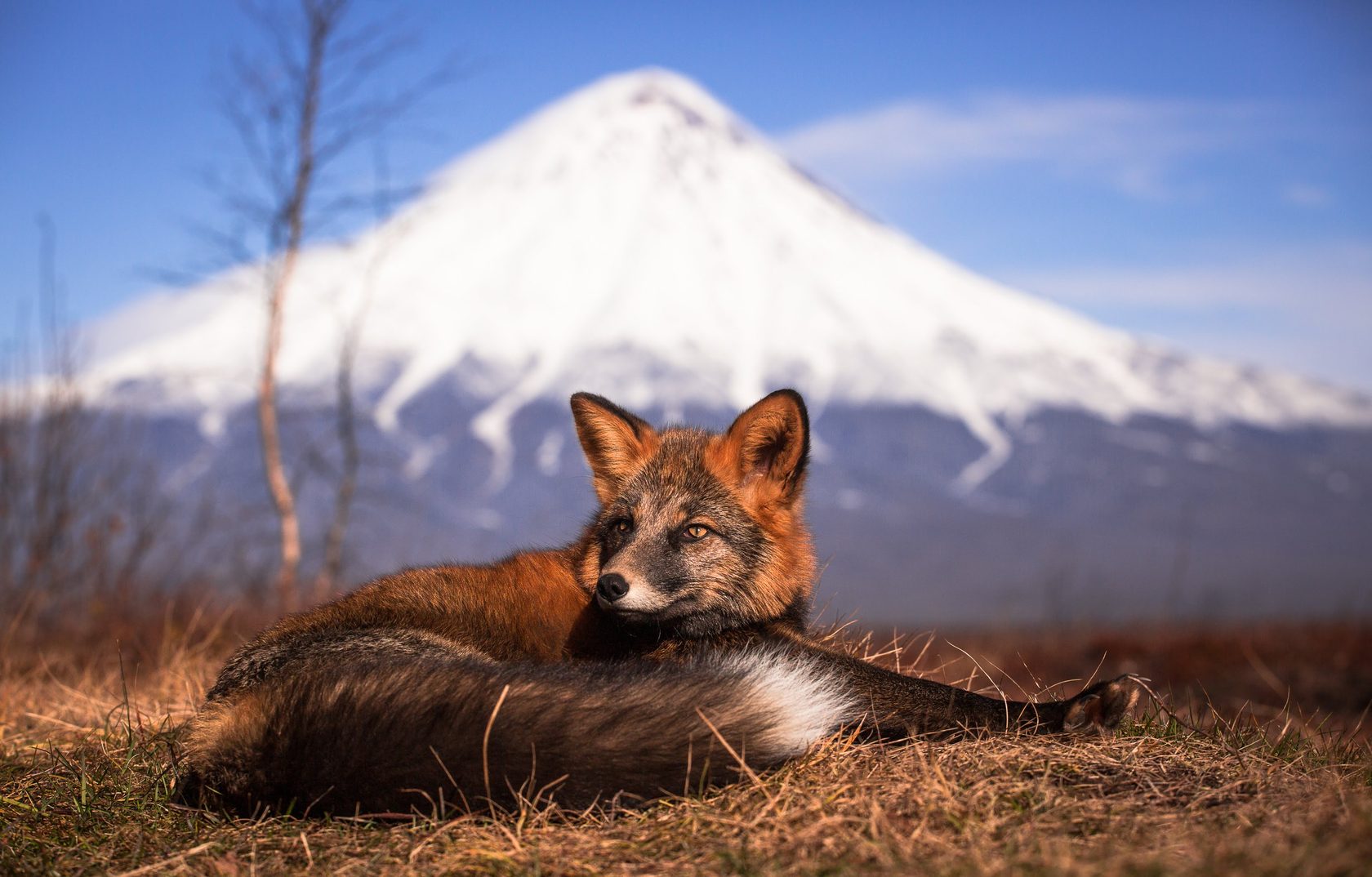 Камчатка животные фото