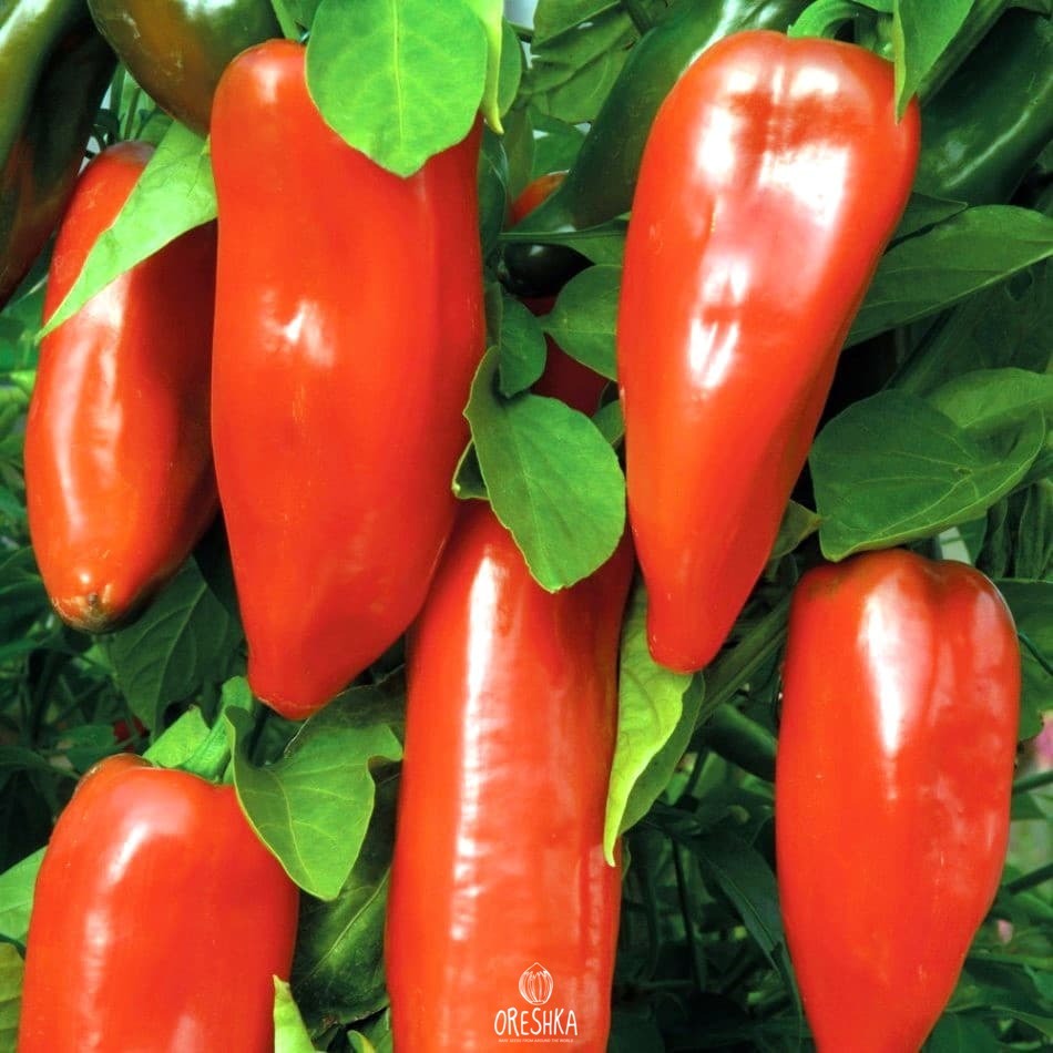 Seeds of Sweet pepper Ruby Star (Capsicum) — 10 pcs