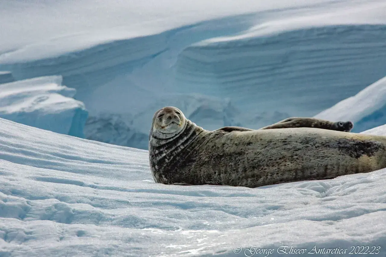 Weddell seal resting on Antarctic sea ice surrounded by glaciers during a polar expedition.