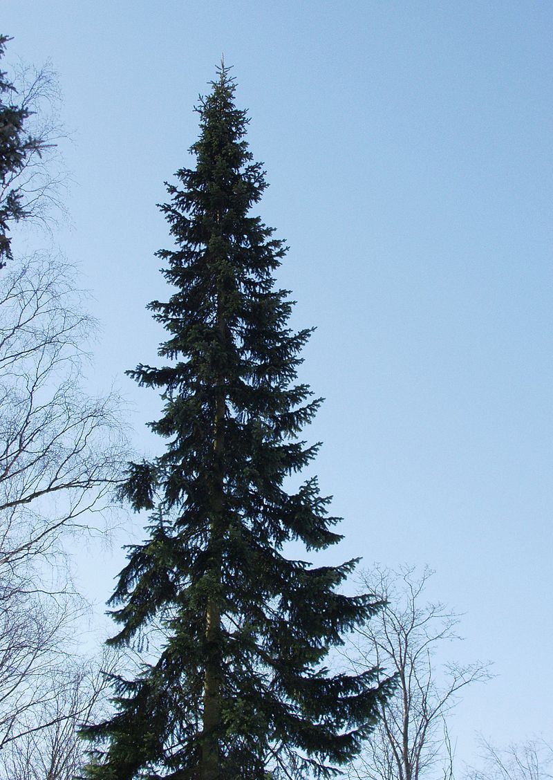 Пихта-1