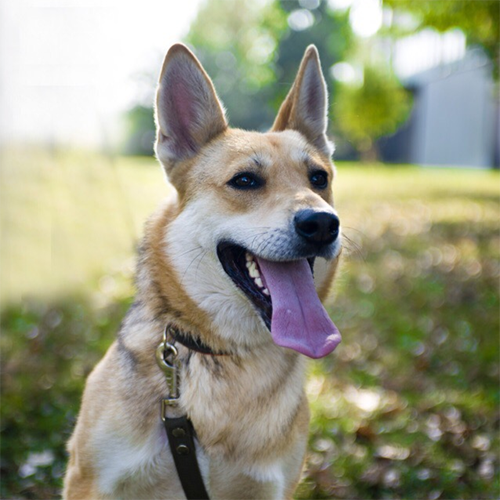 Хан - собака из приюта весной