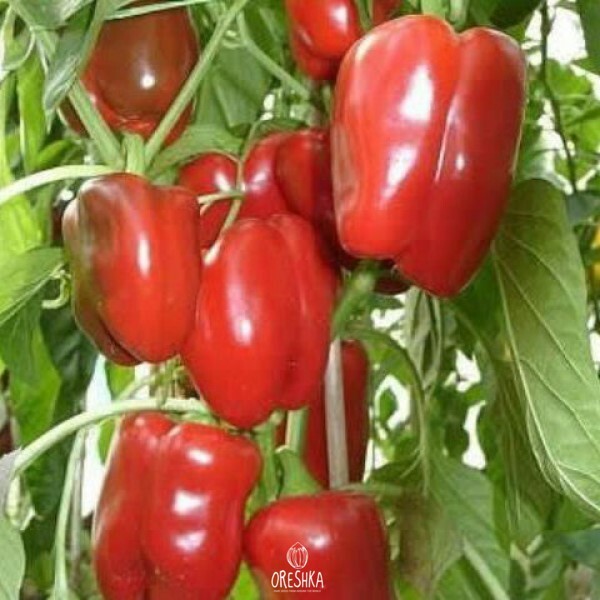 Seeds of Sweet pepper Red California Miracle (Capsicum) — 10 pcs