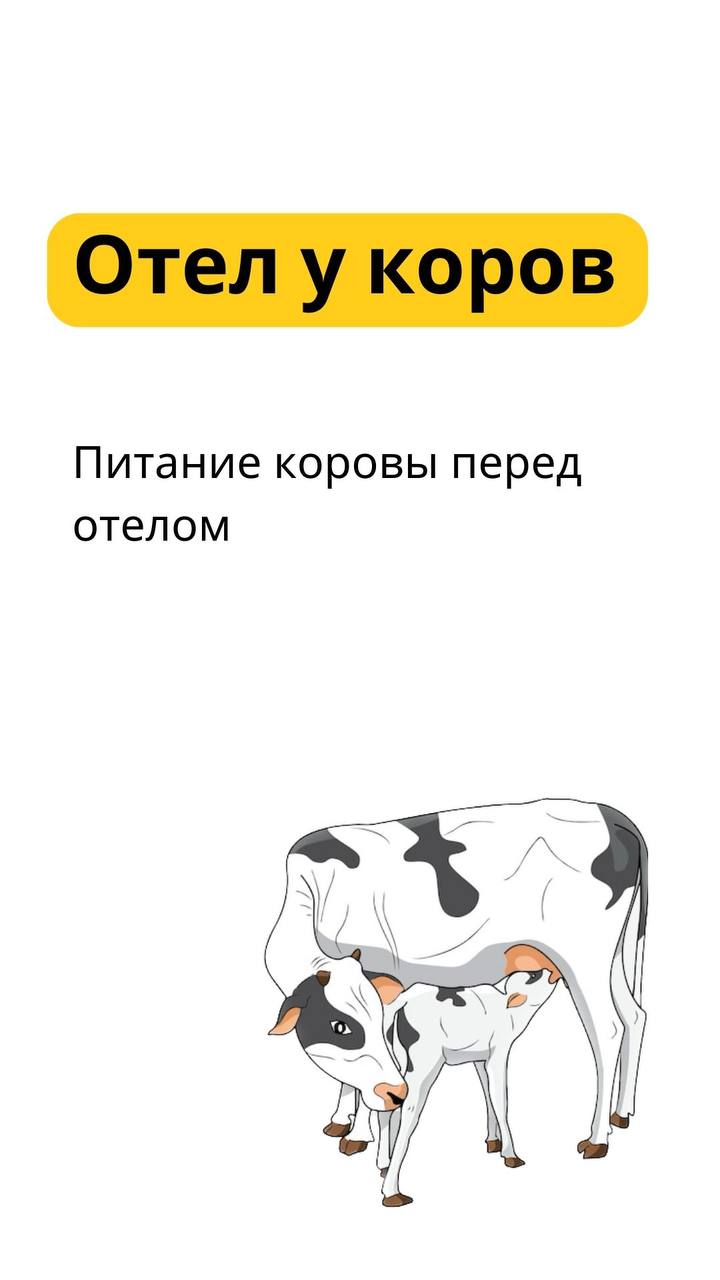 Отел у коров: особенности питания коровы перед отелом